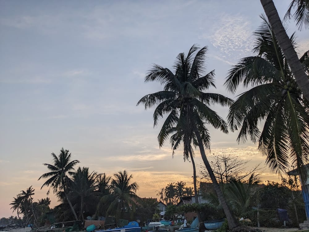 Palm trees above a fishing village at dusk