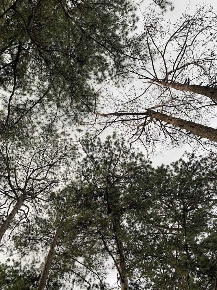 Pine canopy photographed from the ground